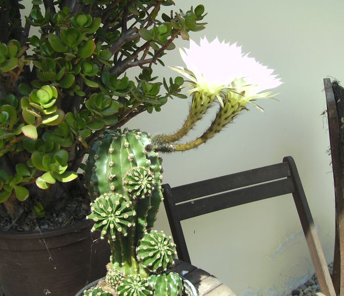 Kaktusblüte 2022oo1.JPG