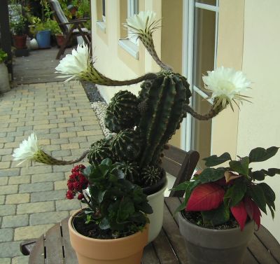 Kaktusblüten02.JPG